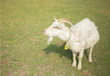 yagi