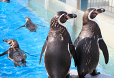 pengin